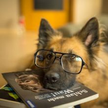 dog-glasses-book-sm