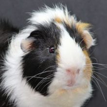 guinea-pig-cute-sm